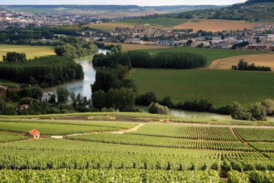 Champagne-Vineyards