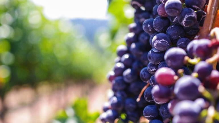 Над половината от българското вино се реализира на вътрешния пазар